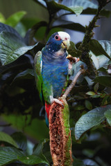 Vertical photo of White-crowned parrot, Pionus senilis, close up wild parrot among wet leaves, feeding on a tropical Inga tree seeds. Rainforest photography, caribbean slopes, Boca Tapada, Costa Rica.