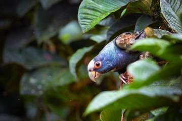 White-crowned parrot, Pionus senilis, close up wild parrot among wet leaves, feeding on a tropical Inga tree seeds. Rainforest wild animal photography, caribbean slopes near Boca Tapada, Costa Rica.