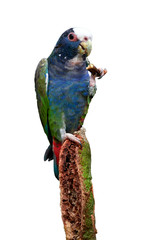 Isolated on white background, vertical photo of White-crowned parrot, Pionus senilis, close up wild parrot  feeding on a tropical Inga tree seeds. Boca Tapada, Costa Rica.
