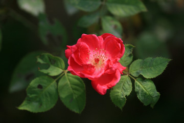 Raj Ghat, Delhi, India
