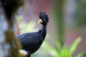 Portrait of Great Curassow, Crax rubra,  vulnerable, pheasant-like bird from rainforest. Pair, black male with curly crest against wet rainforest background. Wildlife photo, Boca Tapada, Costa Rica.