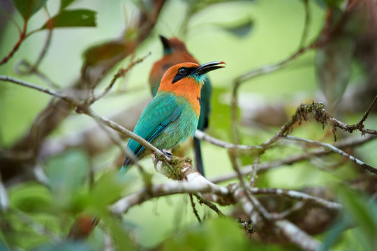 Broad-billed Motmot, Electron platyrhynchum. Pair of colorful tropical birds with rufous head and blue tail, native to wet forests of Central America. Rainforest wildlife photography. Boca Tapada.