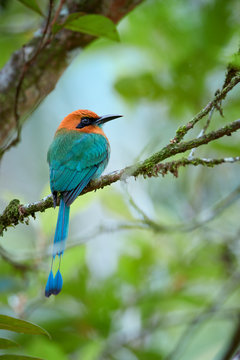 Broad-billed Motmot, Electron platyrhynchum. Tropical bird, rufous head and blue tail, native to wet forests of Bolivia, Brazil, Colombia, Costa Rica, Ecuador, Honduras, Nicaragua, Panama and Peru