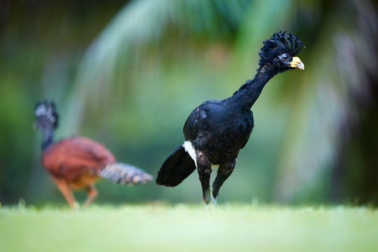 Great Curassow, Crax rubra,  vulnerable, pheasant-like bird from rainforest. Pair, black male with curly crest against rufous female in background. Low angle wildlife photo, Boca Tapada, Costa Rica.