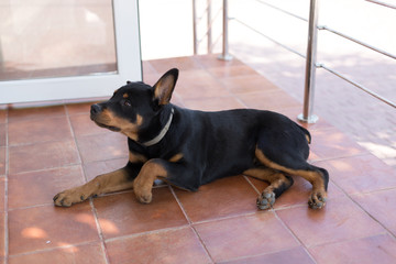  funny puppy, rottweiler dog