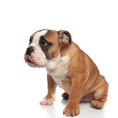 adorable seated hungry english bulldog with tongue out