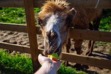camel. feeding animal. weekend in zoo
