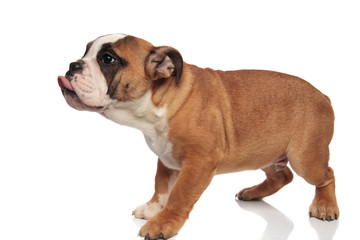 side view of funny english bulldog sticking out tongue