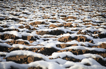 snowy fields