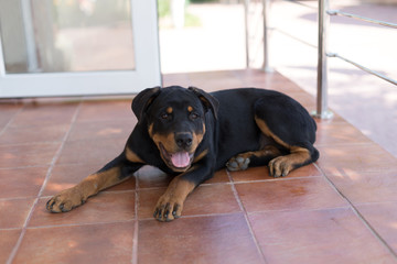 Rottweiler puppy