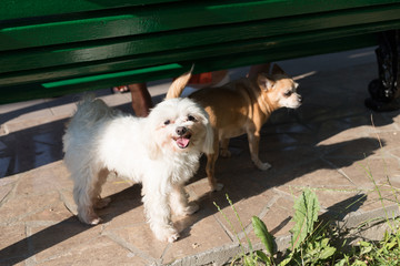 yellow and white cute amusing little dog
