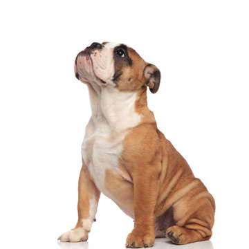 side view of cute english bulldog looking up while sitting
