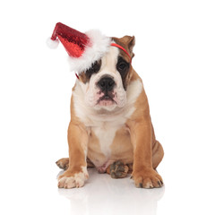santa english bulldog wears a glowing cap while sitting