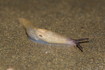 macro photo of small garden pest slug eating green grass leaves