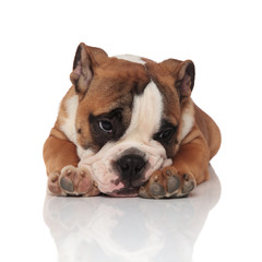 Obraz premium adorable tired english bulldog lying and looking to side