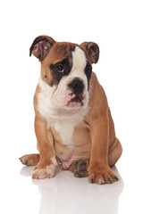 adorable brown english bulldog puppy sitting