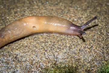 macro photo of small garden pest slug eating green grass leaves