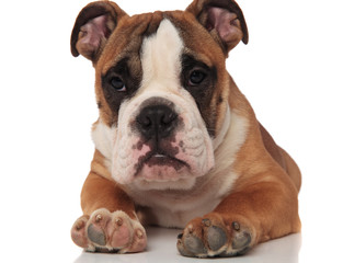 Fototapeta premium close up of sad lying english bulldog looking to side
