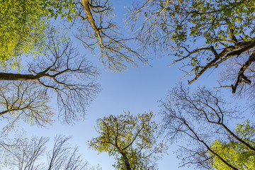 crown of trees in morning light
