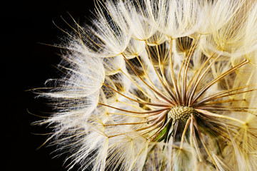 Abstract dandelion flower background 