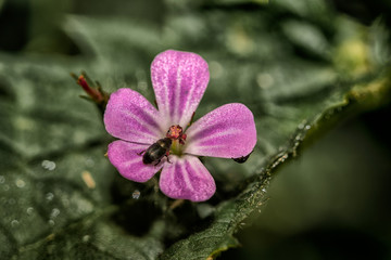 Läfer in rosa Blüte