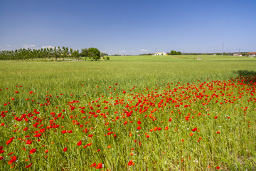 Landscape, spring day near to village of Sils,Catalonia,Spain.