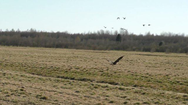 A wild goose is flying into the sky. Hunting season for game during their migration.