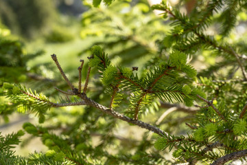 Green branch of pine needles; blurred background, selective focus; close-up plant; Carpathians Mountains, Bucegi National Park