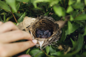 close up baby birds ,new born baby bird in nest on tree