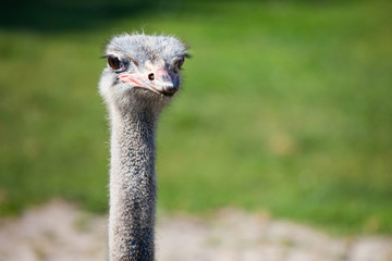 The head and long neck of an ostrich