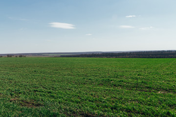 Fototapeta na wymiar Green field. The forest in the background. Late autumn. Cloudy day.