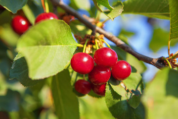delicious red cherries hanging on the branch 