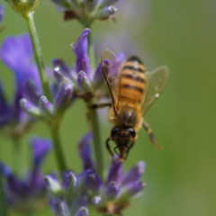 Bee Pollinating On Blossom