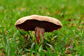 Wild Mushroom