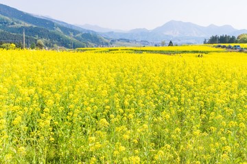 Beautiful Yellow flowers blossoming in  spring day,Nanohana flowers in Japan.
