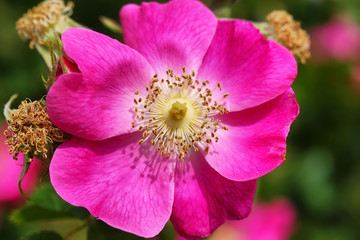 Pink wild roses