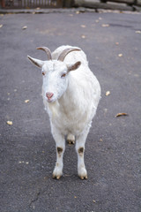 Obraz premium ヤギのポートレート