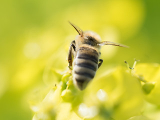 Bee Pollinating On Flower