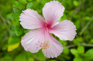 Hibiscus flower in the garden