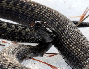 snake