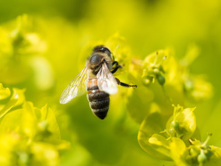 Bee Pollinating On Flower