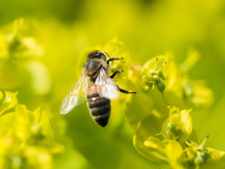 Bee Pollinating On Flower