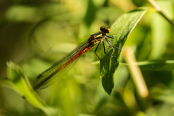 Libelle auf Blatt