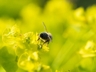 Bee Pollinating On Flower