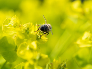 Bee Pollinating On Flower