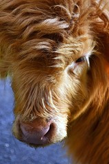 Szwecja_2015 © Krzysiek Cegiełka