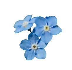 Obraz na płótnie Canvas Blue forget me not spring flowers isolated on white background. Photo realism macro. Decorative element for your design.