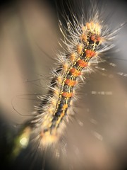 caterpillar