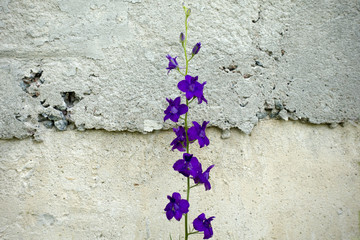 Blooming purple Delphinium flowers against the gray wall background
