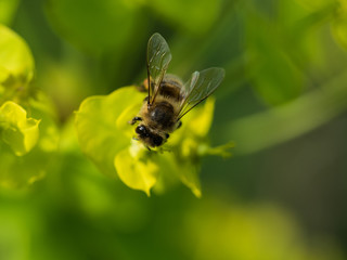 Bee Pollinating On Flower